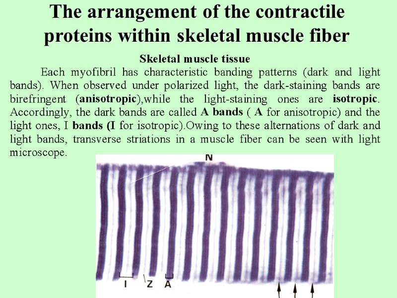 The arrangement of the contractile proteins within skeletal muscle fiber